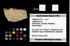 Foto (Objekt + Etikett) von Cyclothyreus sp.  (NHMW-GEO-1990-0041-2730)